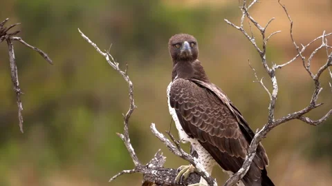 Martial Eagle sitting in a tree and Preening Stock Footage 191812104