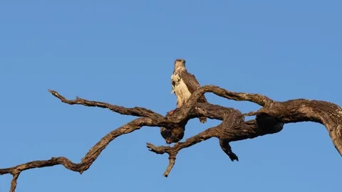Martial eagle turning and rotating head towards the camera Stock Footage 273813033