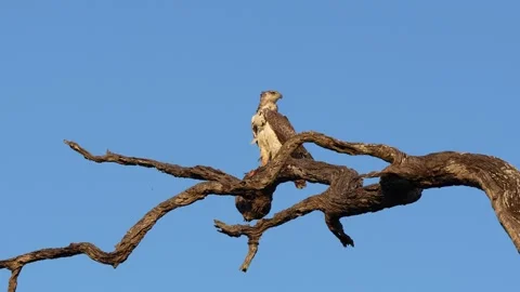 Martial eagle turning its head towards and away from the camera Stock Footage 273813046