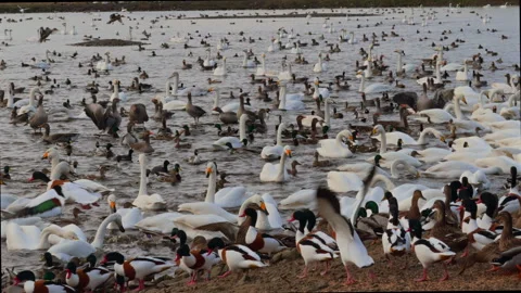 Martin Mere Wetlands Stock-Footage 328433215