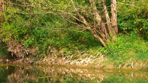 Martin_pecheur Stock Footage 313270663