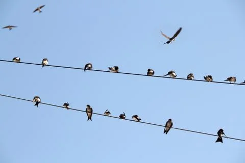 Martins on a wire Stock Photos