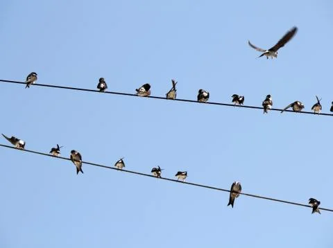 Martins on a wire Foto stock