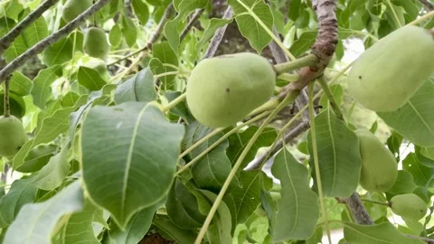 Marula fruit Stock Footage 162471562