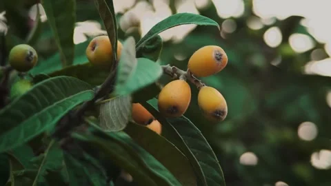 Marula fruit Video stock 284263832