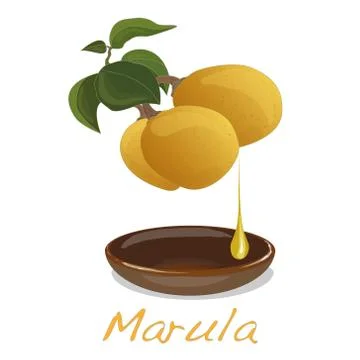 Marula fruit.  Vector. Stock Illustration