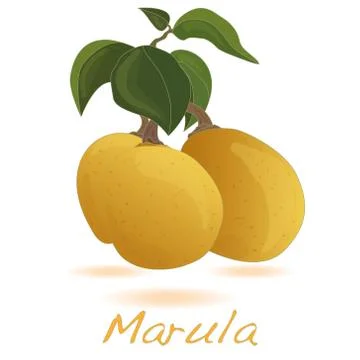 Marula fruit.  Vector. Stock Illustration