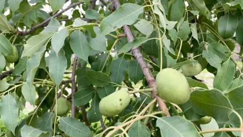 Marula fruits on tree Stock Footage 145892486
