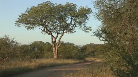 Marula tree Stock Footage 22778648