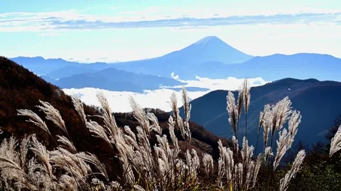 Maruyama Forest Road: Mount Fuji, Sea of Clouds, and Pampas Grass Vídeo Stock 332824165