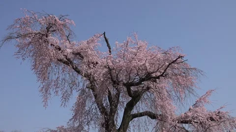 Maruyama Park: Gion Weeping Cherry Blossoms Stockbeeldmateriaal 332750180