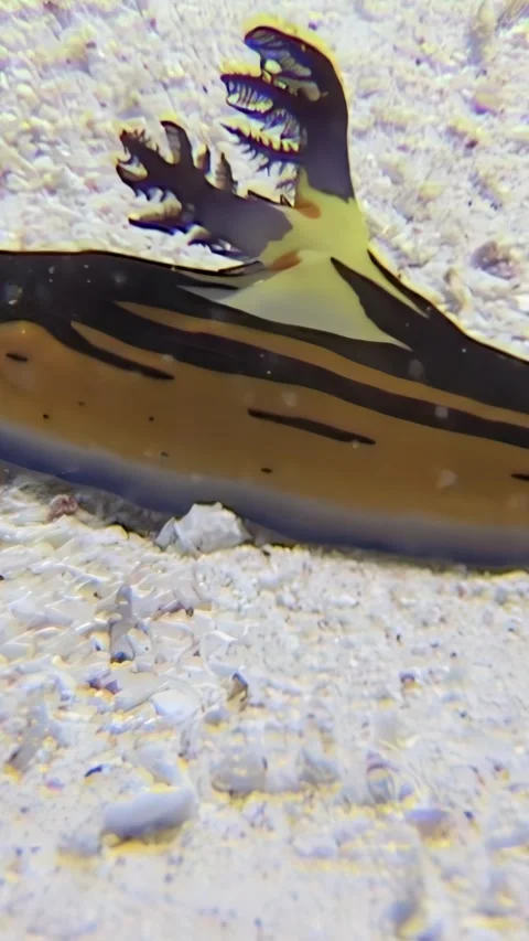 Marvel at the Chromodoris Magnifica Nudibranch Crawling Across Coral Sands Stock Footage 310468722