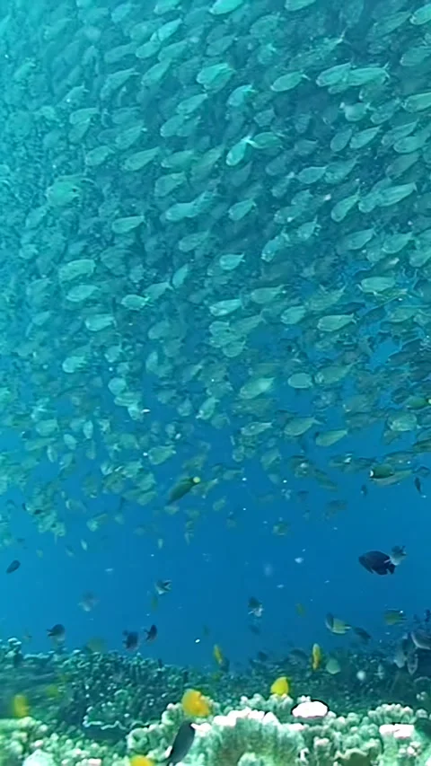 Marvel at the mesmerizing school of sardines gliding through Philippine waters Stock-Footage 320385934
