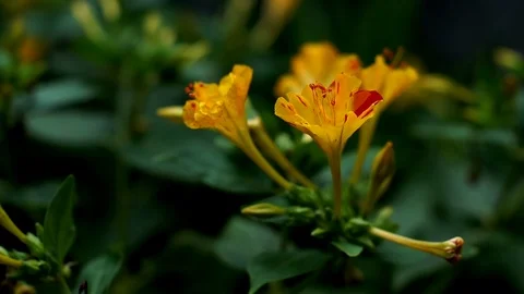 Marvel of Peru flower close up sways on summer breeze Stock Footage 88718654