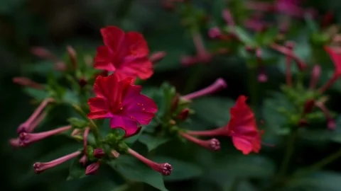 Marvel of Peru flower close up sways on summer breeze Stock Footage 88719026