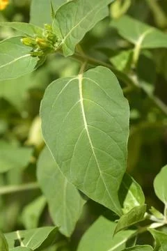 Marvel of Peru Stock Photos