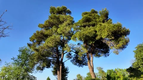 Marvel at Tall Pine Trees Reaching Toward a Bright Blue Sky Stock Footage 308174622