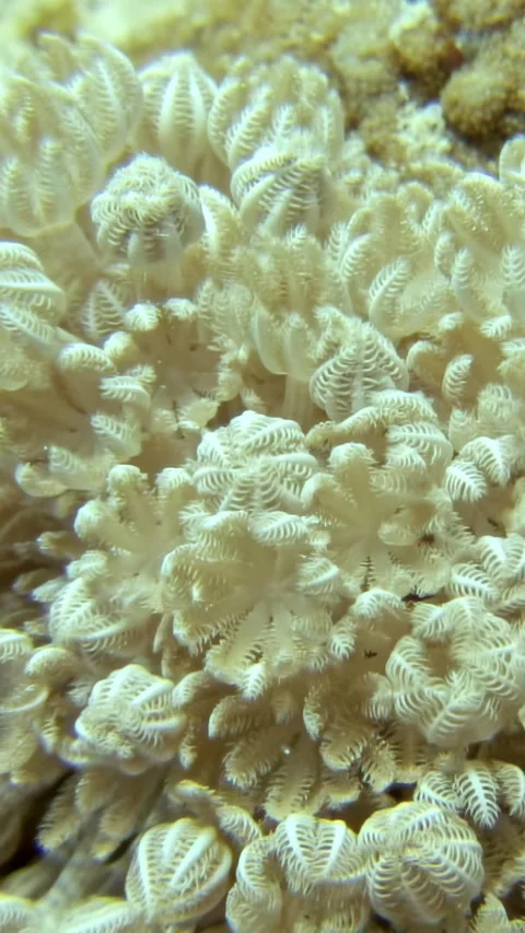 Marvelous details of tree soft corals thriving in the Red Sea Stock Footage 314133629