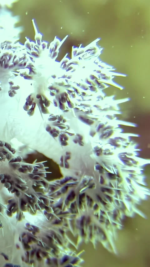 Marvelous macro world of tree soft corals thriving in the Red Sea Stock-Footage 317278705