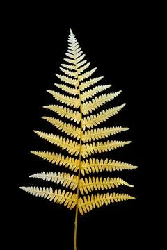 A marvelous picture of a leaf. Stock Photos