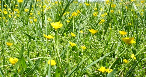 Marvelous Prairie Flower Head Stock Footage 240694564