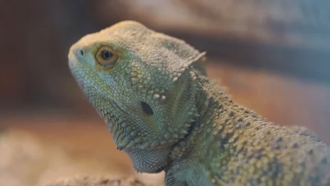 The Marvelous Reptile bearded dragon lizard Stock Footage 97933030