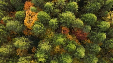 Marvelous view, flying over amazing woods in amazing fall time, nature woodland Stock Footage 292264813