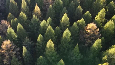 Marvelous view, flying over amazing woods in amazing fall time, cinematic nature Stock Footage 292619922