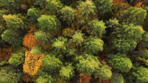 Marvelous view, flying over beautiful woods in amazing autumn time Stock Footage 292265231