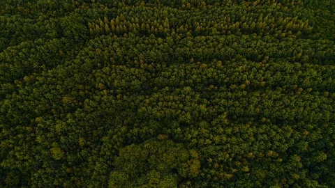 Marvelous view of flying over evergreen pine forest in the morning. Stock Footage 124912973