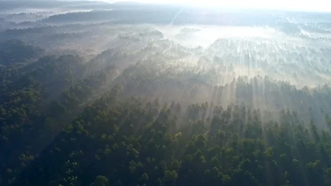 Marvelous view of flying over pine forest in the morning. Sunrise in the misty Video stock 120298054