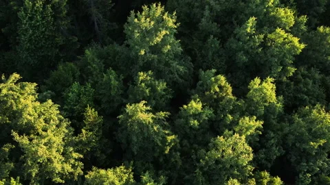 Marvelous view, flying over woods in early morning hour, countryside woodland Stock Footage 277445948
