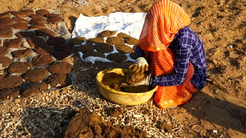 Marvelous wet cow chips or manure cakes holding on paper to dryness in sunny  Stock Footage 148085943
