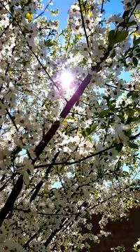 Marvelous white Stock Photos