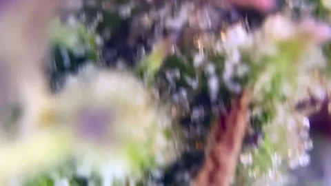 MarvelousCannabis trichomes developing active cannabinoids under microscope. Stock Footage 344494150