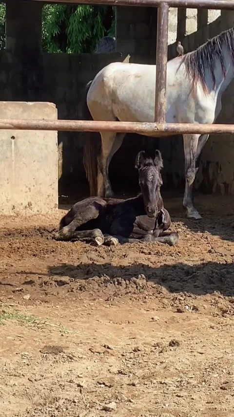 Marwari Foal Resting in Stall Next to Mother Horse. Vídeos de archivo 335213371