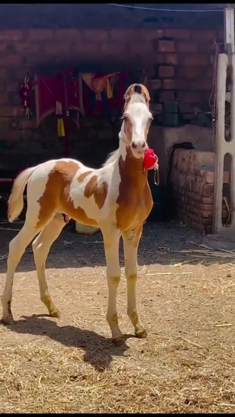 Marwari Foal Standing in the Stable Yard. Vídeos de archivo 335372023