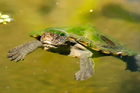 Mary River Turtle Foto stock