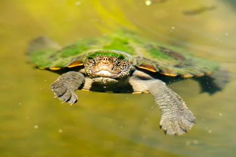 Mary River Turtle Stock Photos