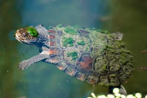 Mary River Turtle Stock Photos