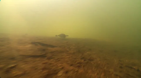 Mary River Turtle swimming on silty river bed, Elusor macrurus, HD, UP25948 Video stock 38320857