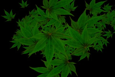 Maryjane Stock Footage