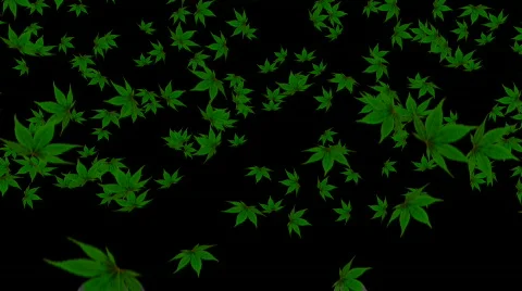 Maryjane hd fall Stock Footage