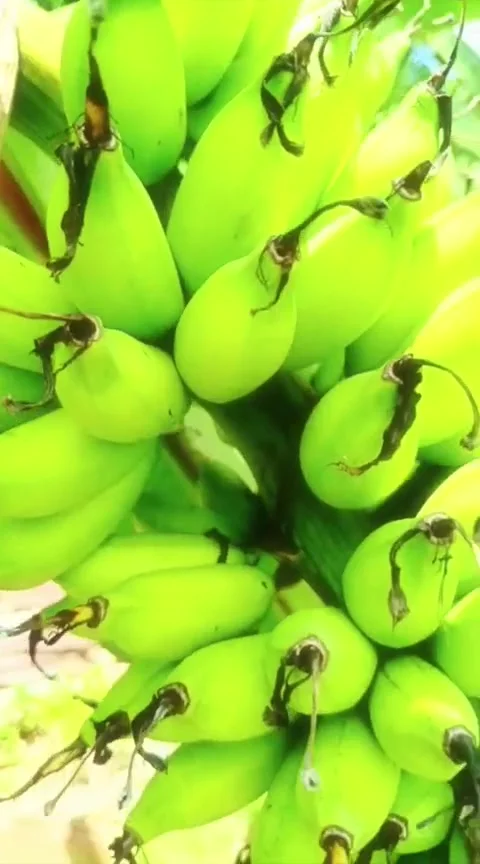 Mas banana Stock Footage 308215536