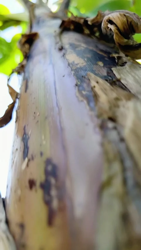 Mas banana tree Stock Footage 308219446