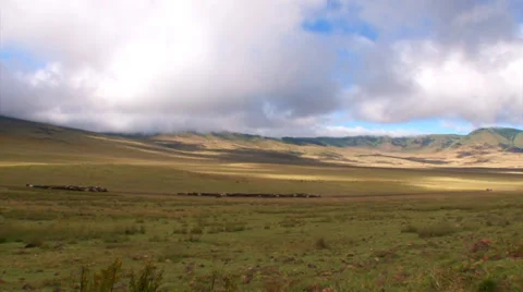 Masaai and two cattle drives Stock Footage 34539902