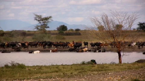 Masai and their cattle Видео 33791698