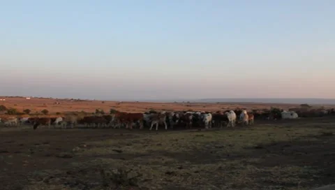 Masai Cattle at Dawn (HD) Stock Footage 7905210