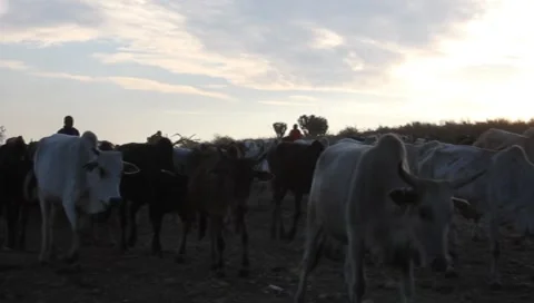Masai Cattle at Dawn (HD) Stock Footage 7905238