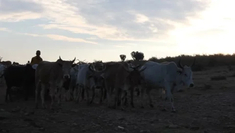 Masai Cattle in Early Light (HD) Stock Footage 7905233
